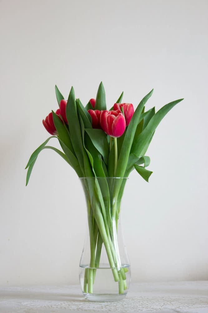 Arranjo de tulipas vermelhas minimalista no vaso de vidro.