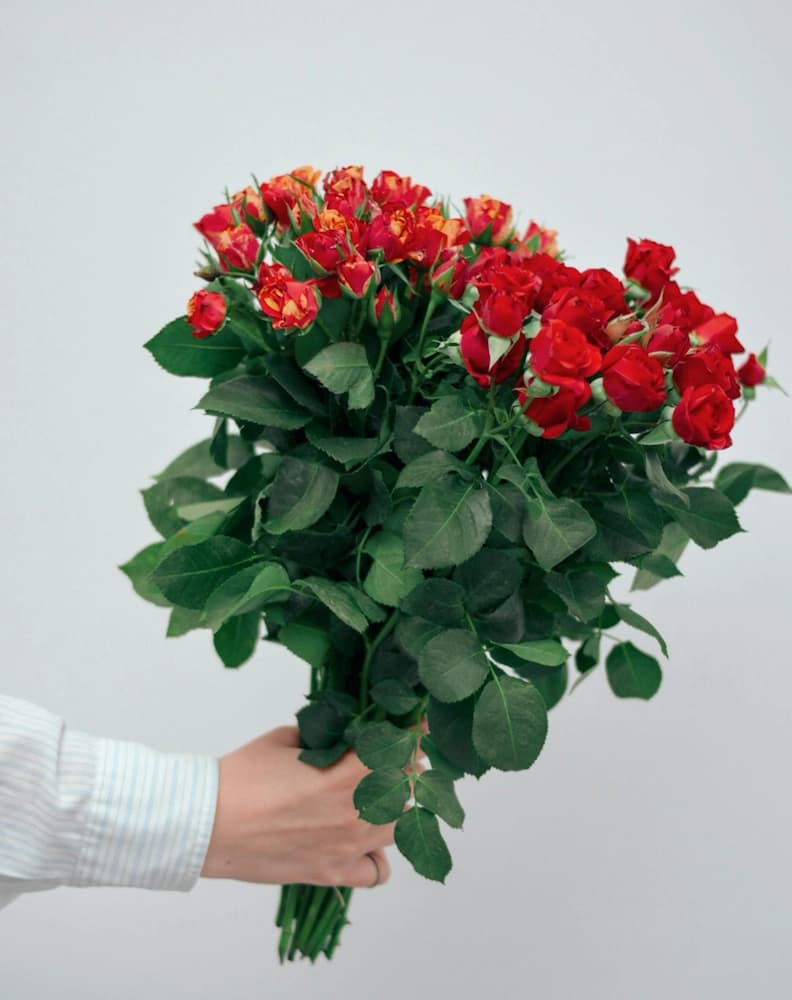 Mão segurando um buquê de rosas laranjas avermelhadas.